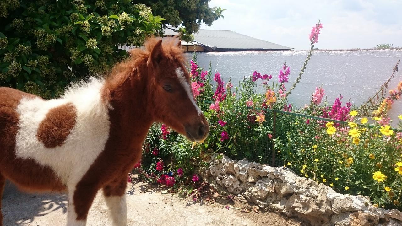Agriturismo Torrevecchia San Pancrazio Salentino Eksteriør bilde