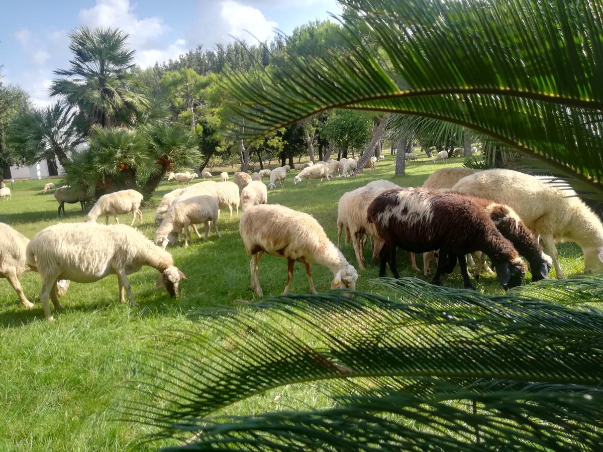 Agriturismo Torrevecchia San Pancrazio Salentino Eksteriør bilde