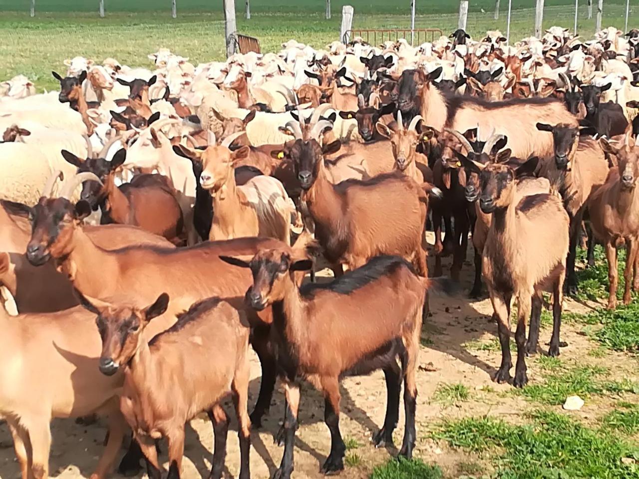 Agriturismo Torrevecchia San Pancrazio Salentino Eksteriør bilde