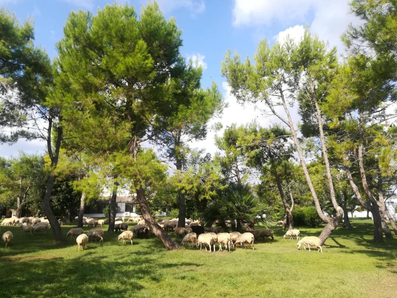 Agriturismo Torrevecchia San Pancrazio Salentino Eksteriør bilde