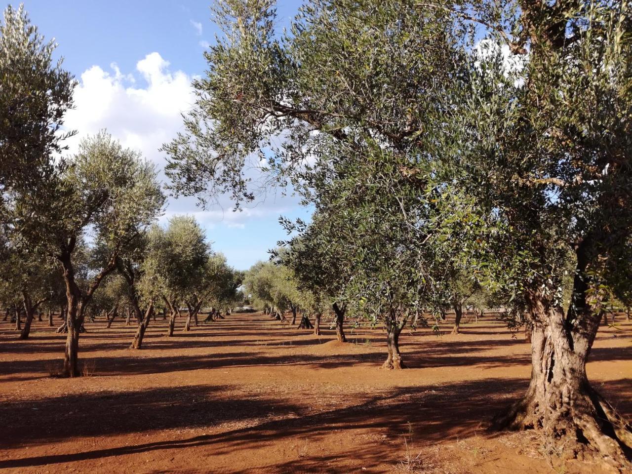 Agriturismo Torrevecchia San Pancrazio Salentino Eksteriør bilde