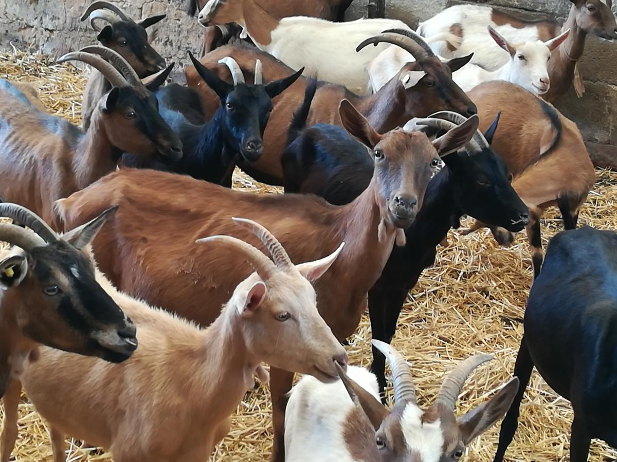Agriturismo Torrevecchia San Pancrazio Salentino Eksteriør bilde